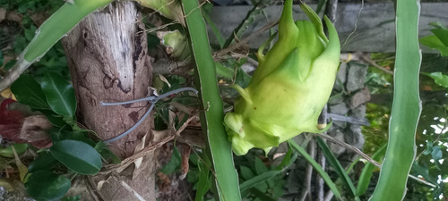 Imagen 7 de 10 de 150 Esquejes De Pitahaya Amarrilla Y H.andatus Golden