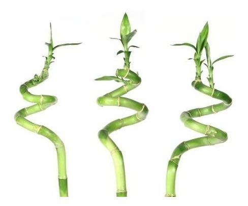 Lucky Bamboo 50cm