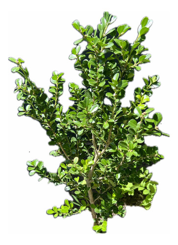 X3 Buxus Cerco Vivo Perimetral - Arbustos - Plantas