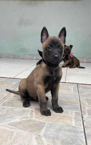 Filhotes Pastor Belga Malinois