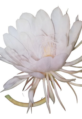 Planta: Dama De Noche Nro. 30