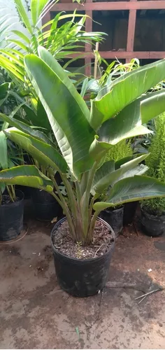 Strelitzia Nicolai - Flor De Pájaro Blanca 15 Lts