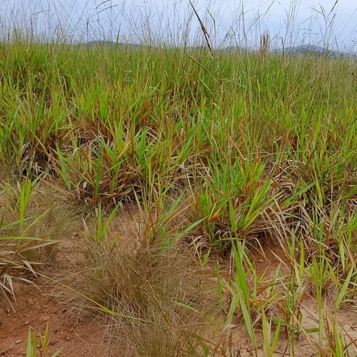 Terreno Em Santa Isabel Sp, Próximo A Igaratá