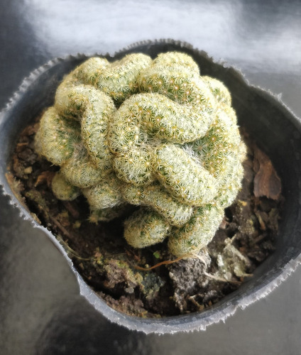 Cactus Cerebro Mamillaria Elongata  Cristata 