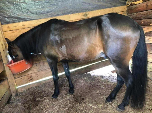 Vendo Caballo Paso Fino Colombiano 