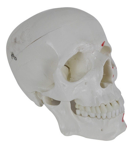 Crânio Humano Anatomia Origem Inserção Muscular Ossos Face
