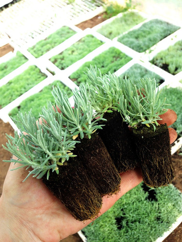 Helichrysum Italicum Hierba Inmortalidad 1 Planta De 30a40cm