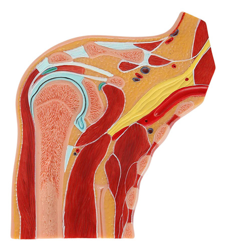 Hombro Articulación Estructura Interna Modelo Anatómico
