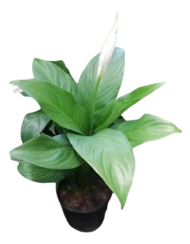 Planta Spathiphyllum