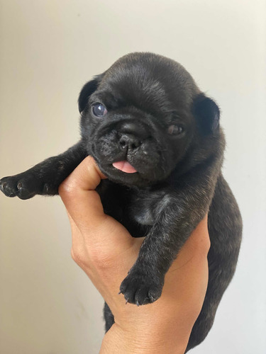 Cachorro Pug Exótico Atigrado