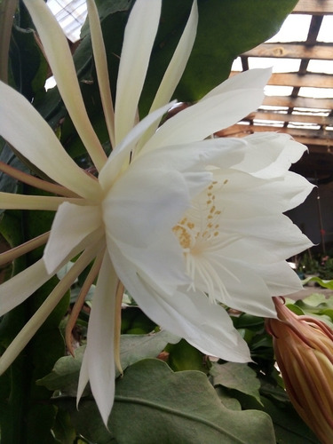 Imagen 1 de 10 de Esqueje Sin Raíz 30cm- Epiphyllum Oxypetallum Reyna De Noche