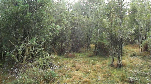 Venta Parcela 1 Hectárea En Ancud, Chiloé