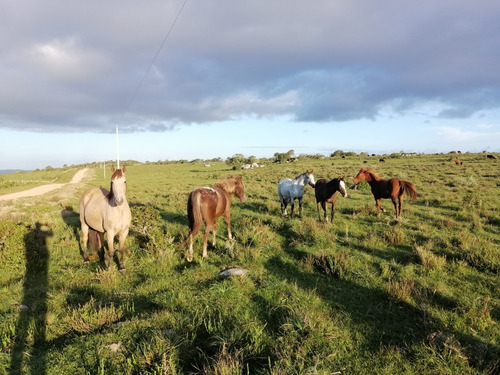 Hermosas Chacras De 5 Ha , Maldonado, Cerro Catedral!!