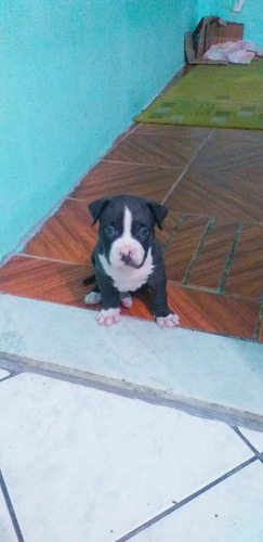Imagem 1 de 3 de Filhote Pit Bull