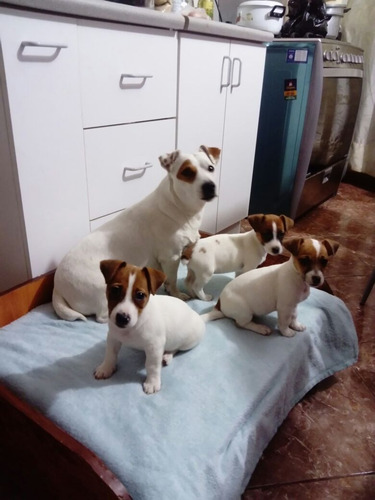 Auténticos Cachorros Jack Russell Criadero Juaquinmdc