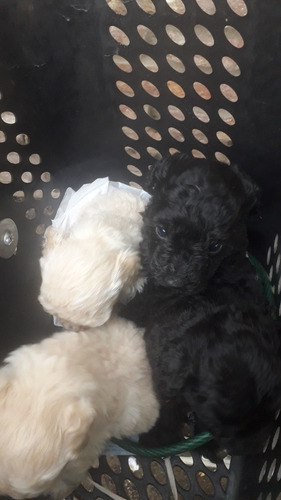 Vendo Caniche Toy