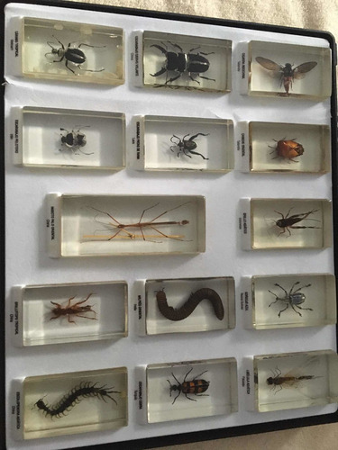 Colección 14 Bichos + Caja Contenedora (Usado)