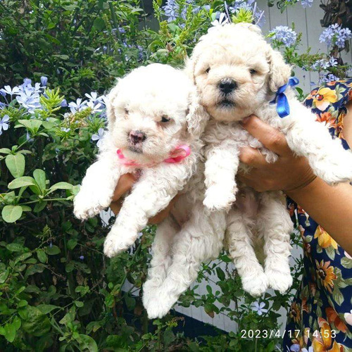 Cachorros Poodles Frise