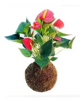 Comprar Planta Plantas Colgantes Sin Maceta