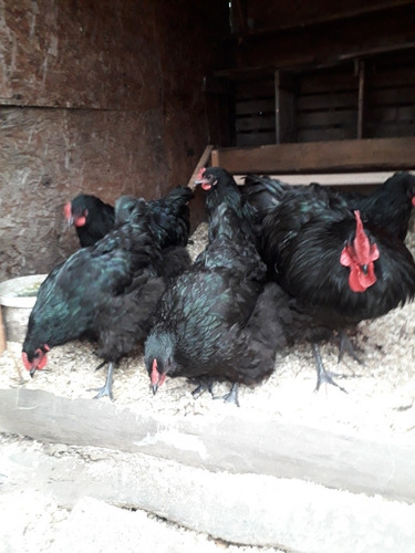 Imagen 5 de 12 de Orpington Huevos Fertiles . Y Pollitos