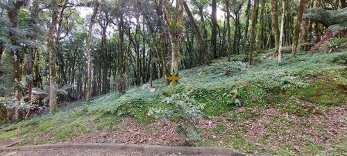 Imagem 1 de 16 de Terrenos Em Canela - Serra Gaúcha - 1079