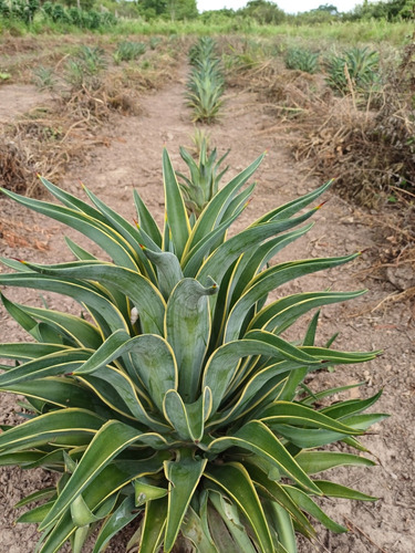Agave Desmettiana Var. Marginata