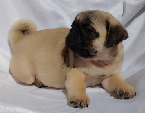 Cachorros Pug Hembras Fca 60 Dias