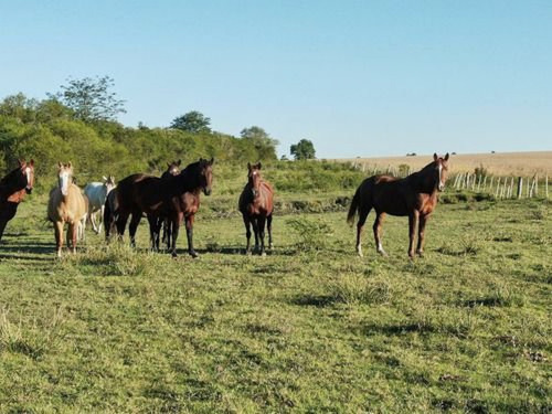 Campo En Venta Ref. 2270