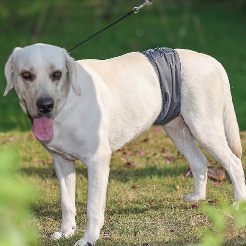 Pañales Lavables Y Reutilizables Para Perros Machos, Paquete