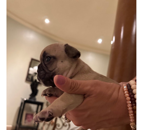 Perros Bulldog Frances 100% Puros Guayaquil