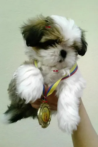 Shih tzu top mini toy