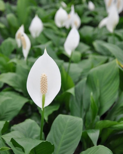 Spatifilio Spathiphyllum Plantas Puerto Jardín