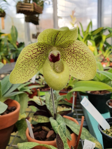 Venta De Orquídeas Paphiopedilum Ma Belle | Meses sin intereses