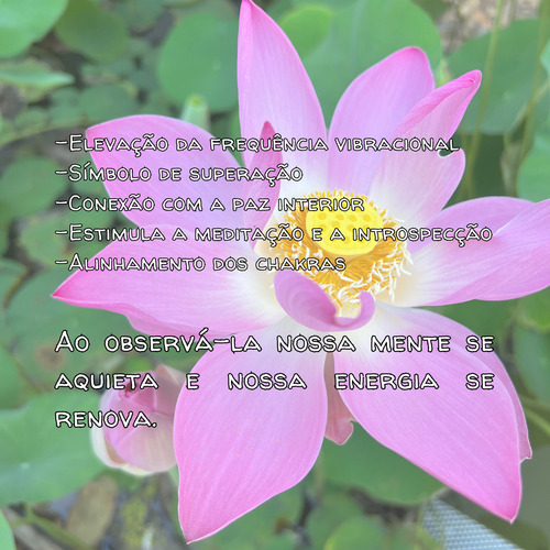 5 Sementes Flor De Lótus Rosa Sagrada Nelumbo Nucifera