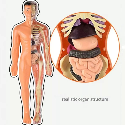 Modelo 3d De Anatomía Del Cuerpo Humano Fabricado En