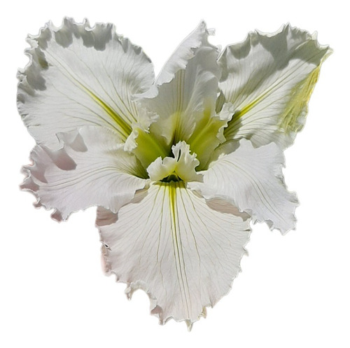 Iris Louisiana Dural White