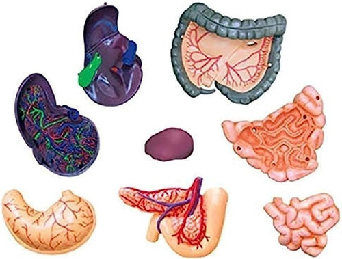Imagen 8 de 8 de 4d Cuerpo Humano Modelo Anatómico 626301