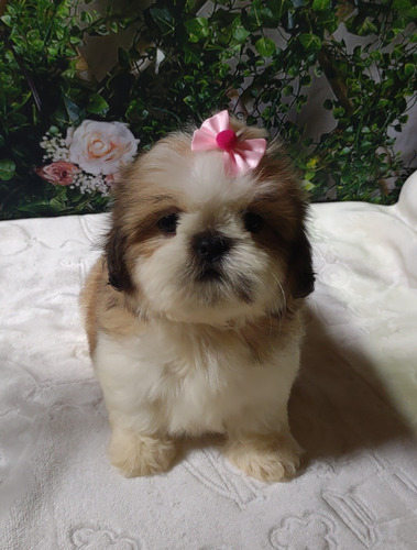 Shih Tzu Fêmeas Muito Lindas Filhote Shih-tzu /shih-tzu.