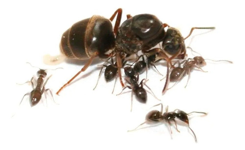 Queen Hormiga Escamolera Liometopum Apiculatum Con Larvas
