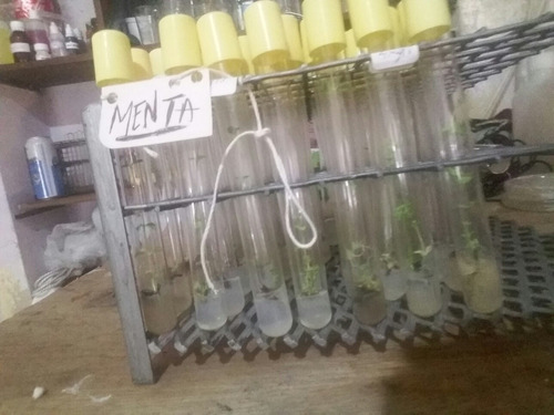 Clonacion Plantas Micropropagacion A Pedido Cultivo In Vitro