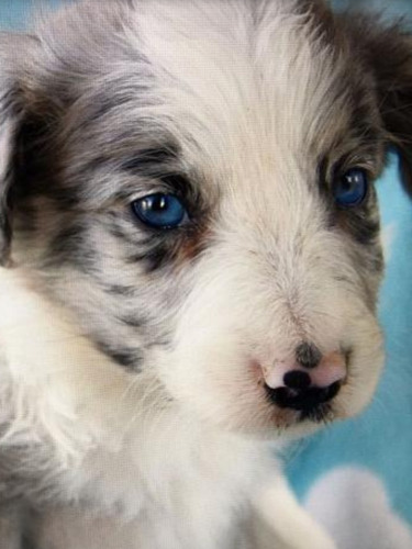 Border Collie Merle Y Tradicional