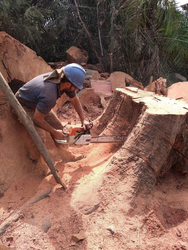 Imagen 5 de 9 de Poda Y Extracción De Árboles