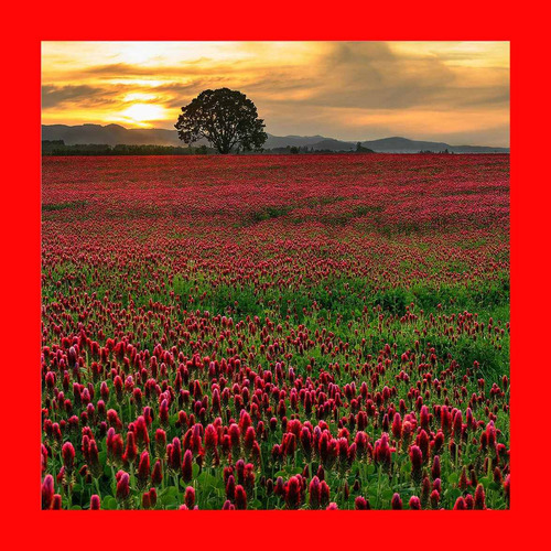 150 Sementes De Trevo Vermelho Encarnado - Crimson Clover