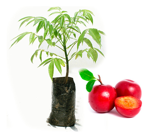 Planta Arbol De Ciruela Criolla