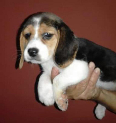 Cachorros Beagle 13 Pulgadas Miniaturas