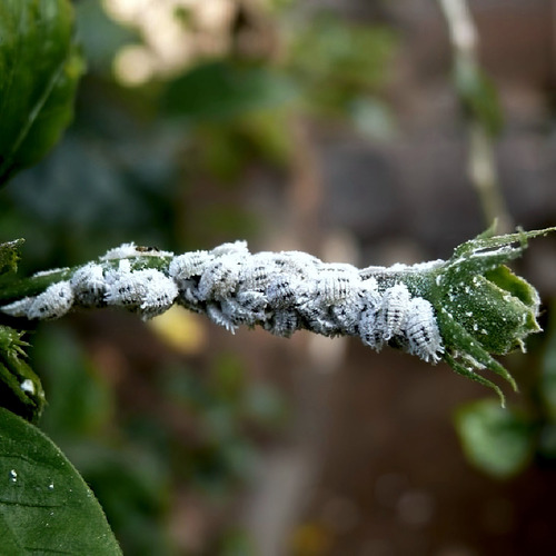 Jabón Potásico & Aceite De Neem 4l Bio-insecticida