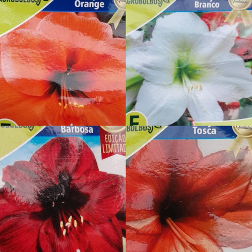 Bulbos Florales Importados Amaryllis Dahlias Gladiolos