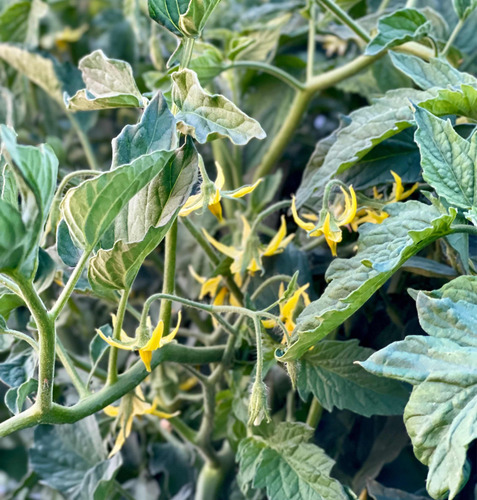 Quantum Flower Npk. 5-22-22 Especialfloración 5kg Agrinova