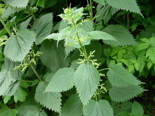 100 Semillas De Ortiga Menor Urtica Urens Dioca