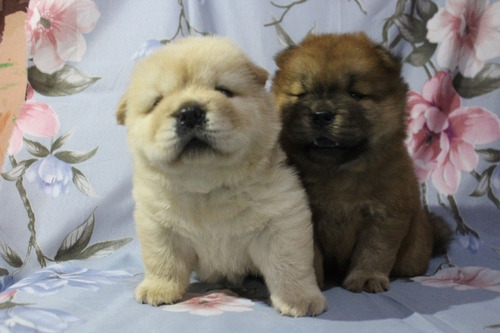 Cão Da Raça Chow Chow Porte Americano